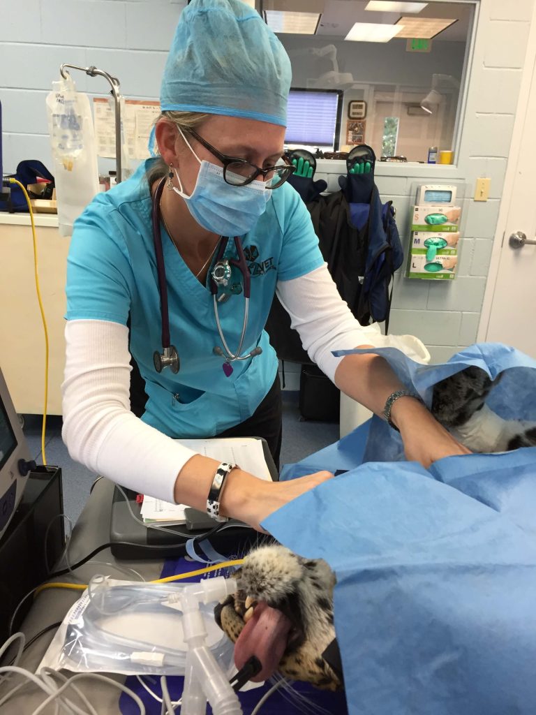 A large spotted feline under anesthesia while a medical professional examines it.