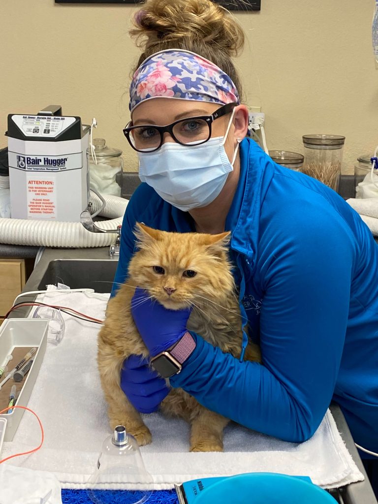 A student holding an orange cat on an exam table