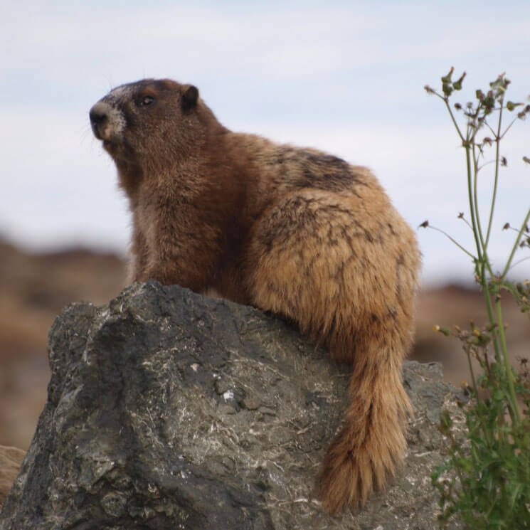 a marmot on a rock in the wild